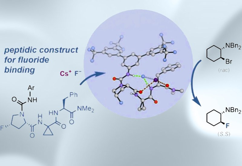 Peptides Deliver Fluoride