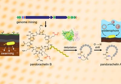 Siderophore Shape-Shifting