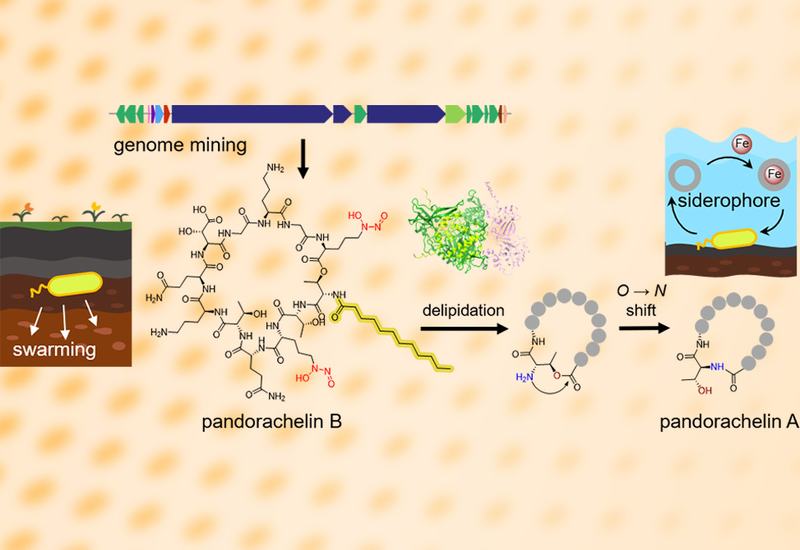 Siderophore Shape-Shifting