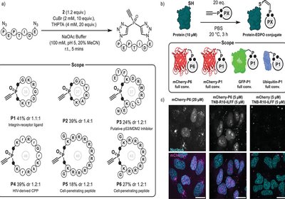 Phosphine Rebridging