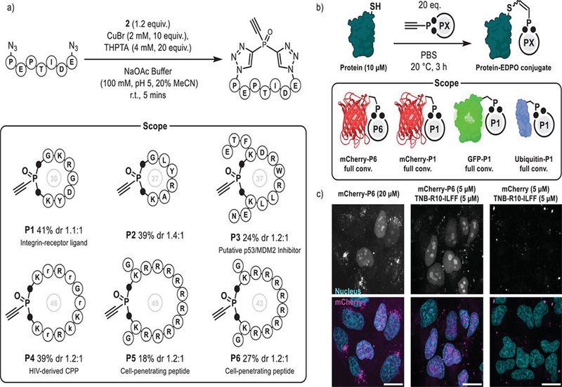 Phosphine Rebridging