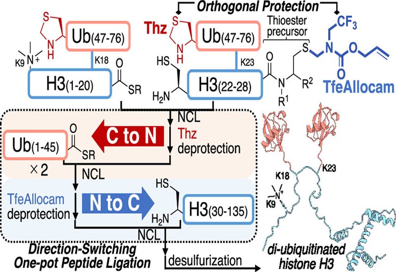 Switching Ligation Directions