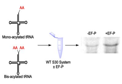 Unlocking Cyclic Dipeptides