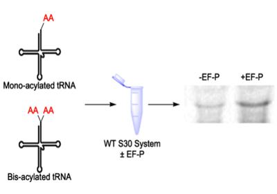 Unlocking Cyclic Dipeptides