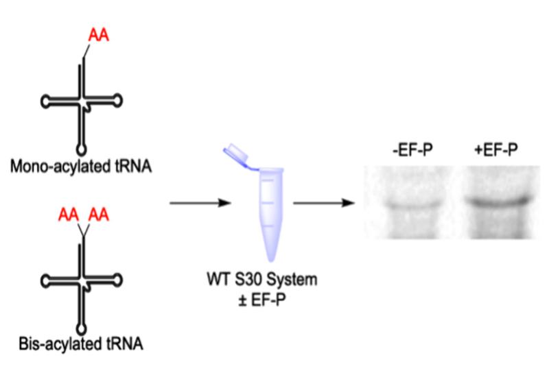 Unlocking Cyclic Dipeptides
