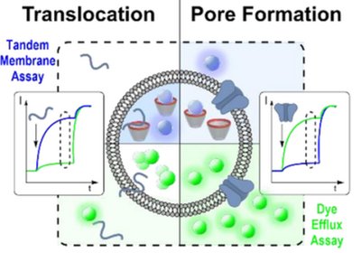 Mapping Membrane Activity