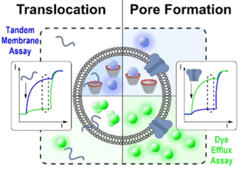 Mapping Membrane Activity