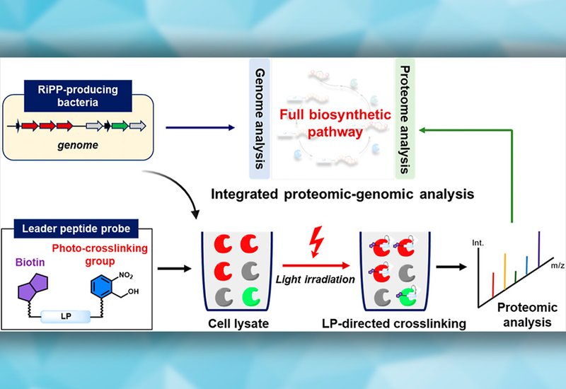 Mapping Hidden Enzymes