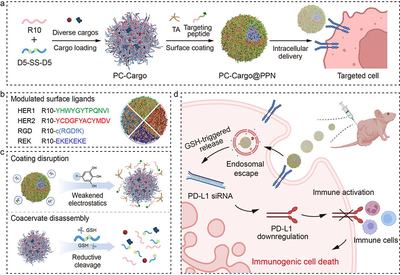 Coacervates Find Targets