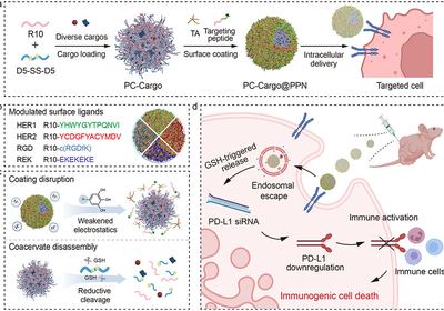 Coacervates Find Targets