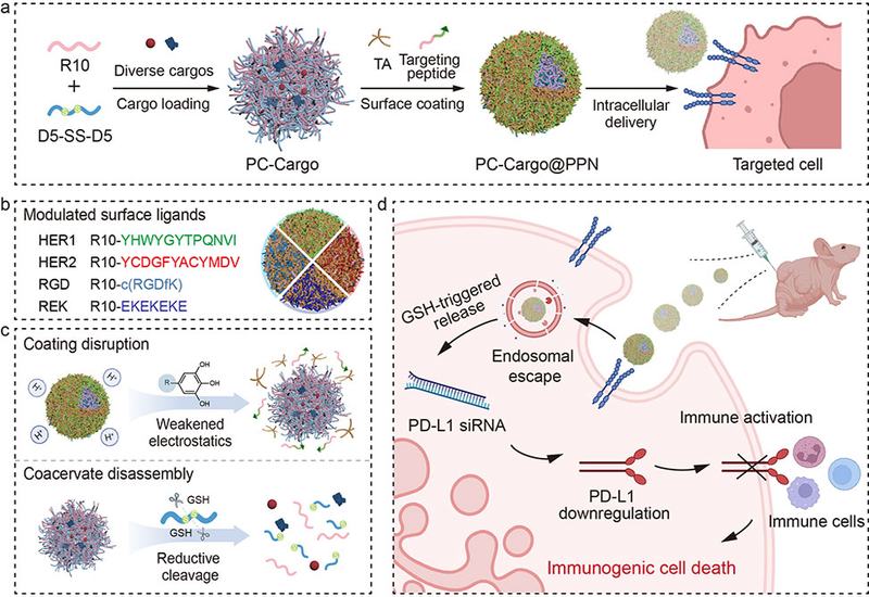Coacervates Find Targets
