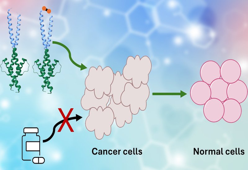 Frankenproteins Block Myc