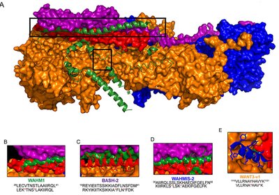 Stapling Pancreatic Invasion
