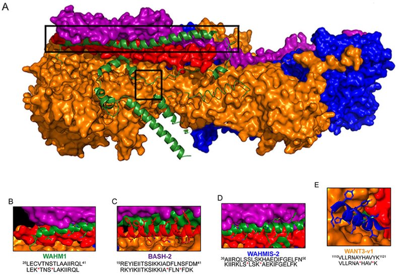 Stapling Pancreatic Invasion