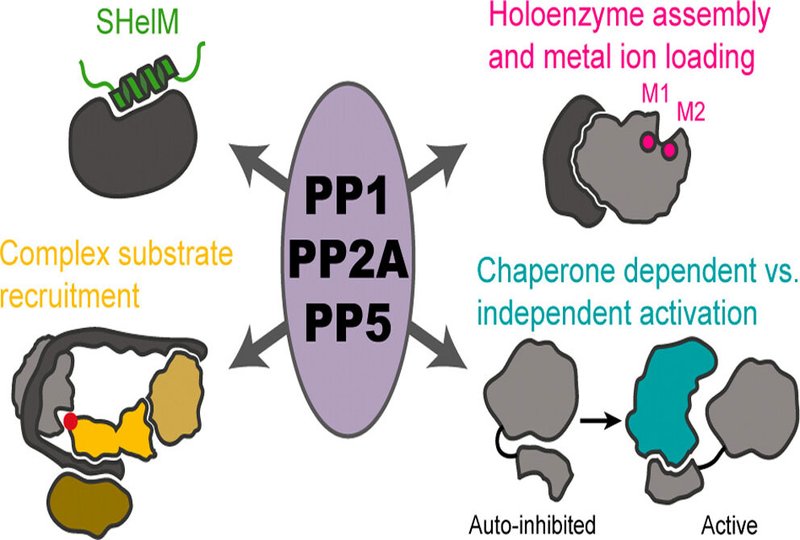 Protein Phosphorylation