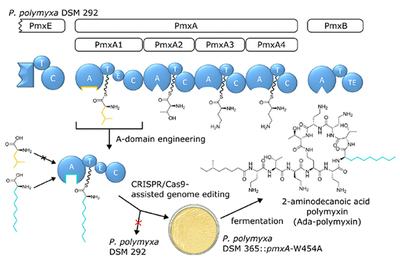 Pocket Engineering Polymyxin