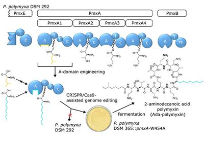 Pocket Engineering Polymyxin