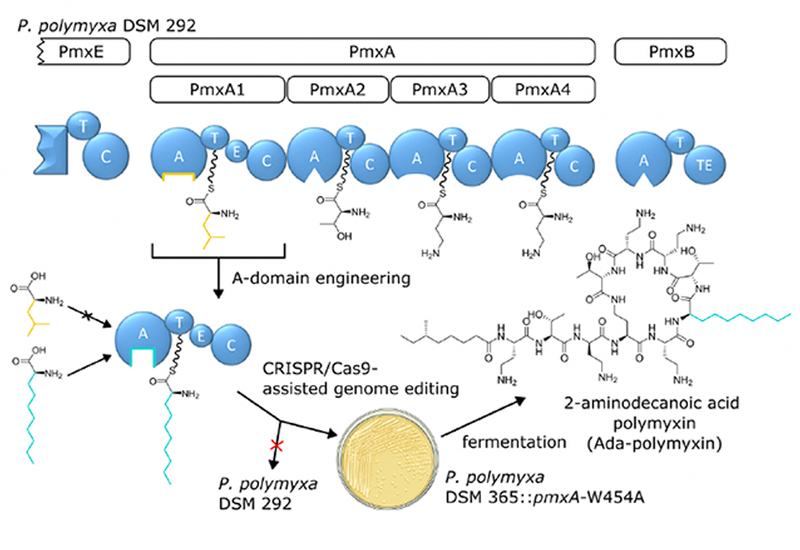 Pocket Engineering Polymyxin