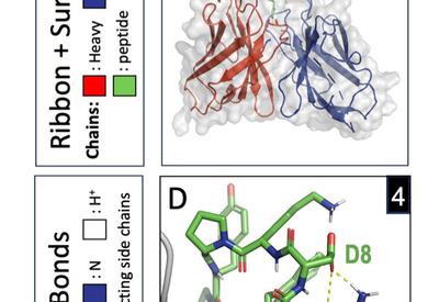 Blocking MS Autoantibodies