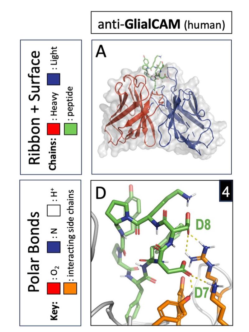 Blocking MS Autoantibodies