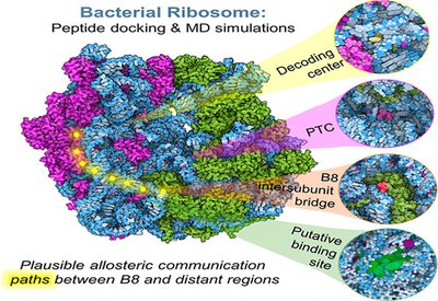 Ribosome Peptide Mining