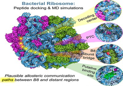 Ribosome Peptide Mining
