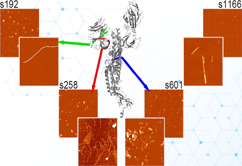 Spike Peptide Amyloids
