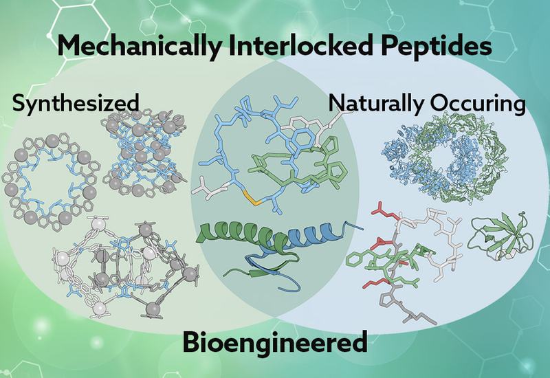 Untangling Interlocked Peptides
