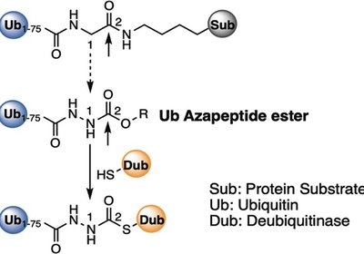 Ubiquitin Azapeptide Esters