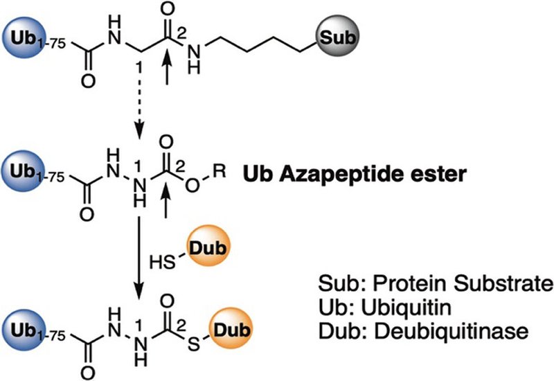 Ubiquitin Azapeptide Esters