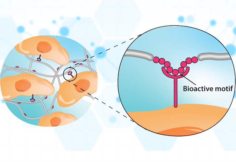 Designing Peptide Materials