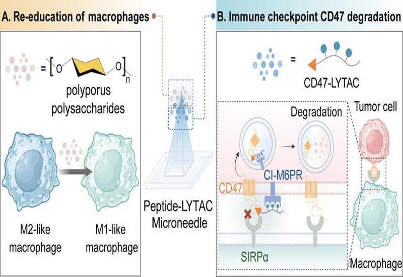 Delivery of Peptide-LYTAC