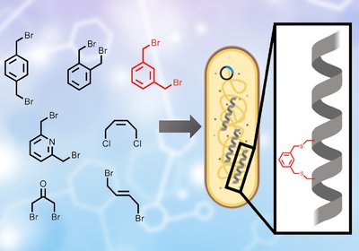 Intracellular Peptide Stapling