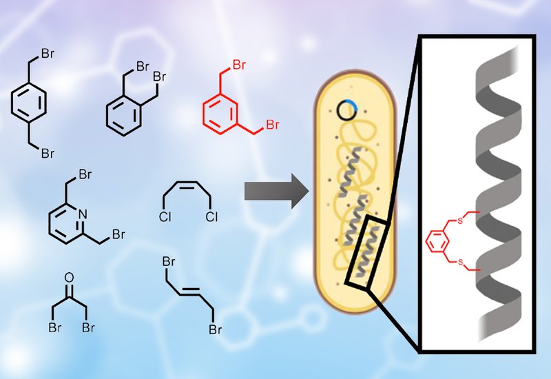 Intracellular Peptide Stapling