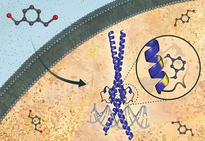 Stapled c-Myc Binds E-box DNA Without Max