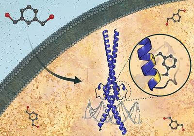 Stapled c-Myc Binds E-box DNA Without Max