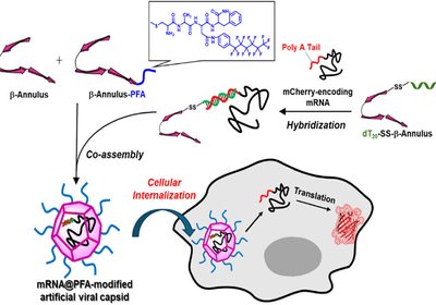 Fluorinated Viral Mimics