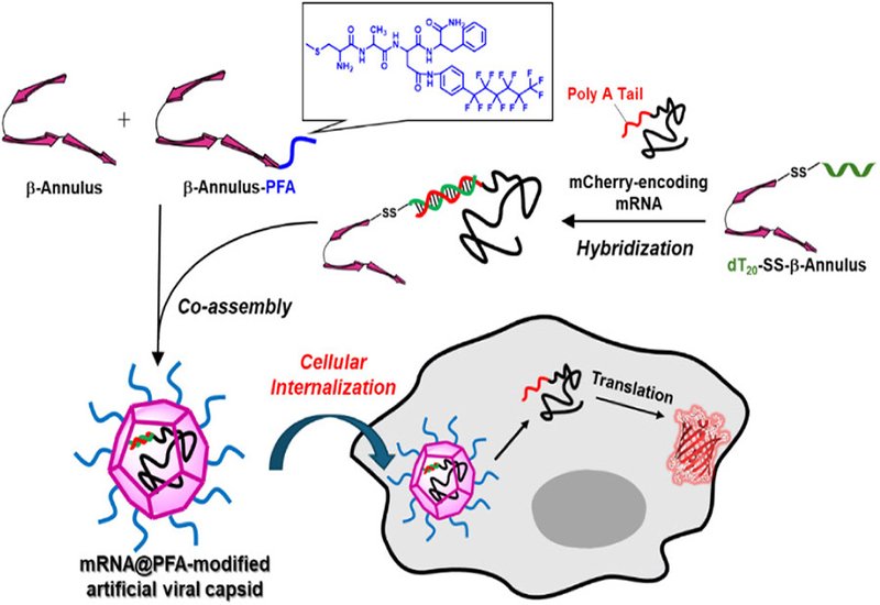 Fluorinated Viral Mimics