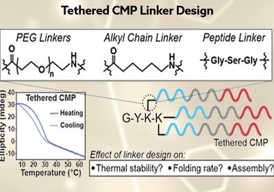 Linkers Shape Collagen