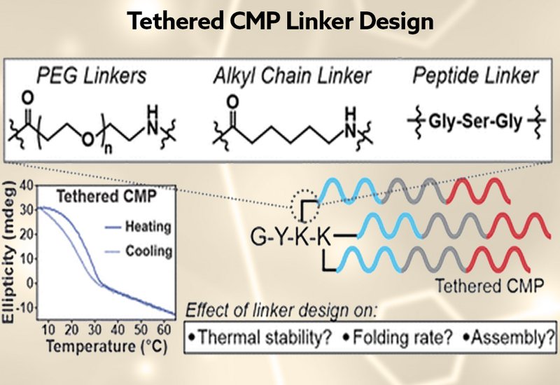 Linkers Shape Collagen