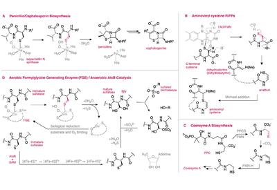 Unmasking Thioaldehydes