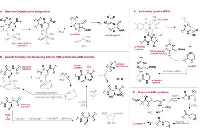 Unmasking Thioaldehydes