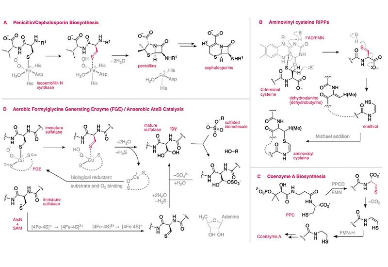 Unmasking Thioaldehydes