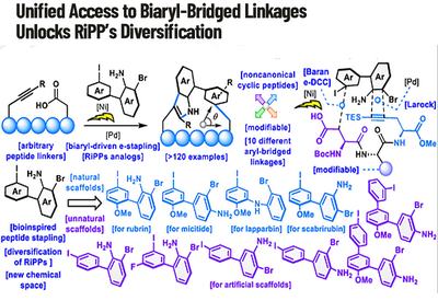 Electrochemical Biaryl Stapling