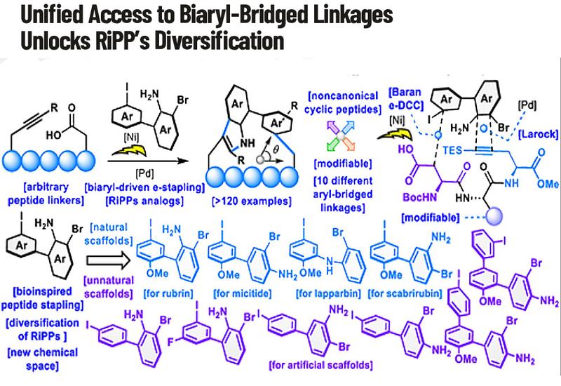 Electrochemical Biaryl Stapling