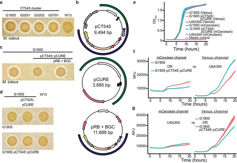 Peptide Portals