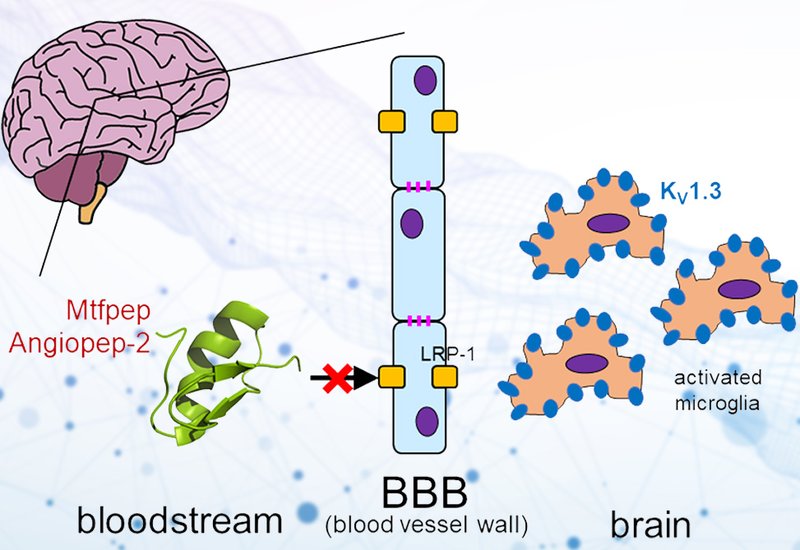 Barrier Shuttle Peptides