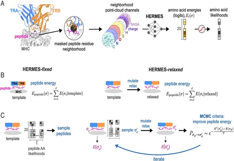 TCR Peptide Design