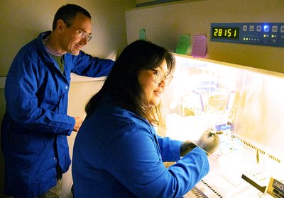 Vancomycin–Teixobactin