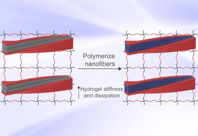 Programmable Hydrogel Mechanics